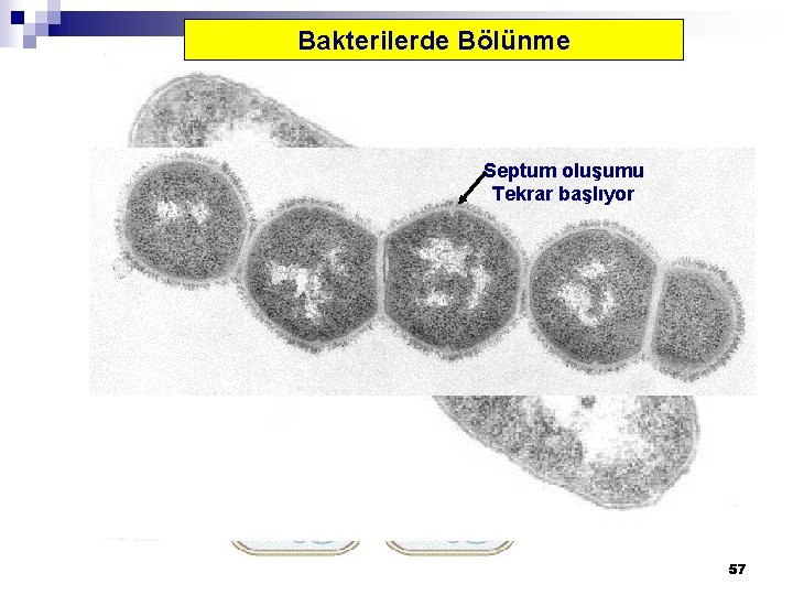 Bakterilerde Bölünme Septum oluşumu Tekrar başlıyor 57 