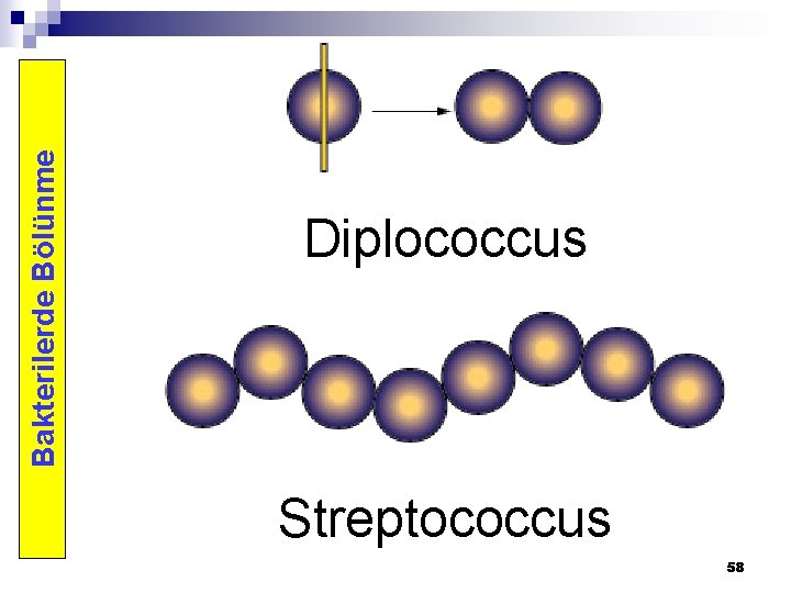 Bakterilerde Bölünme Diplococcus Streptococcus 58 