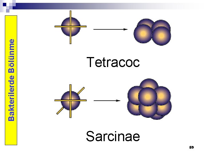 Bakterilerde Bölünme Tetracoc Sarcinae 59 