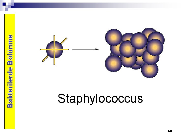 Bakterilerde Bölünme Staphylococcus 60 