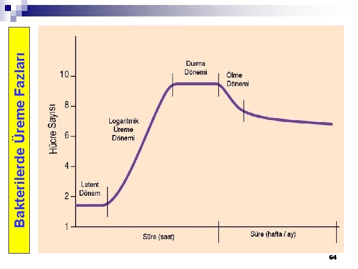 64 Bakterilerde Üreme Fazları 