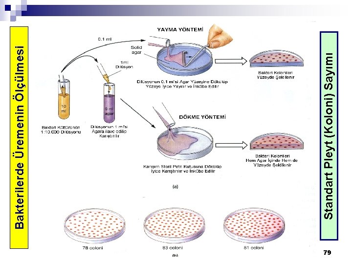 79 Standart Pleyt (Koloni) Sayımı Bakterilerde Üremenin Ölçülmesi 