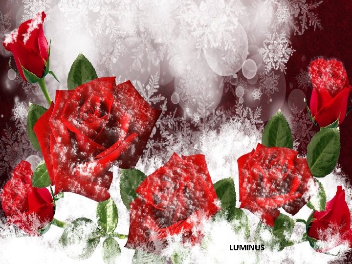 LUMINUS LUMINUS