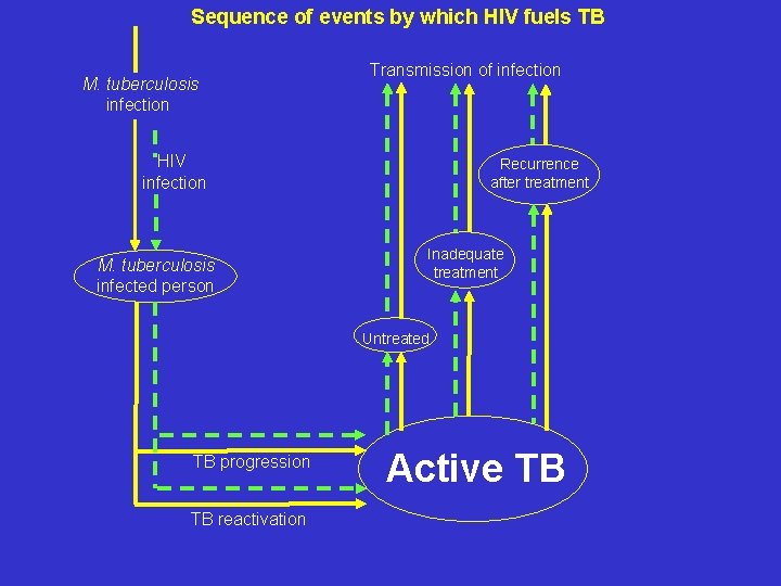 Sequence of events by which HIV fuels TB M. tuberculosis infection Transmission of infection