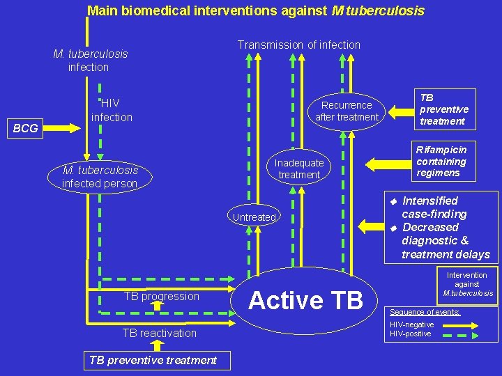 Main biomedical interventions against M tuberculosis M. tuberculosis infection BCG Transmission of infection HIV