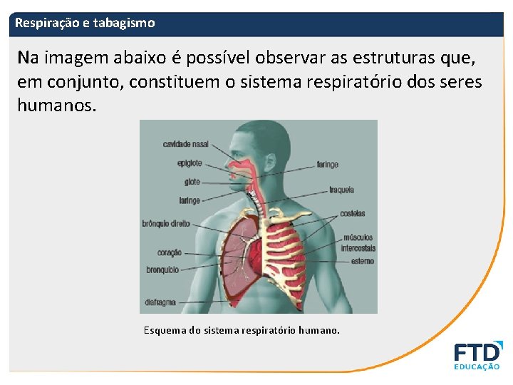 Respiração e tabagismo Na imagem abaixo é possível observar as estruturas que, em conjunto,