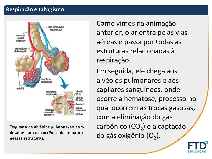 Respiração e tabagismo Esquema de alvéolos pulmonares, com detalhe para a ocorrência da hematose