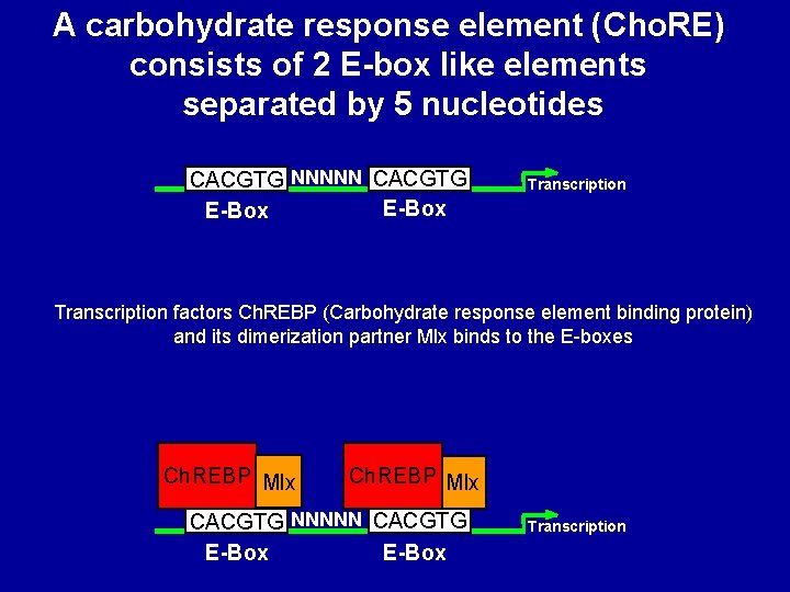 A carbohydrate response element (Cho. RE) consists of 2 E-box like elements separated by