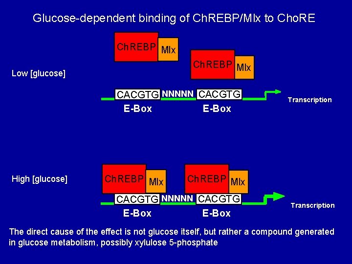 Glucose-dependent binding of Ch. REBP/Mlx to Cho. RE Ch. REBP Mlx Low [glucose] CACGTG