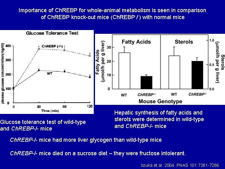 Importance of Ch. REBP for whole-animal metabolism is seen in comparison of Ch. REBP