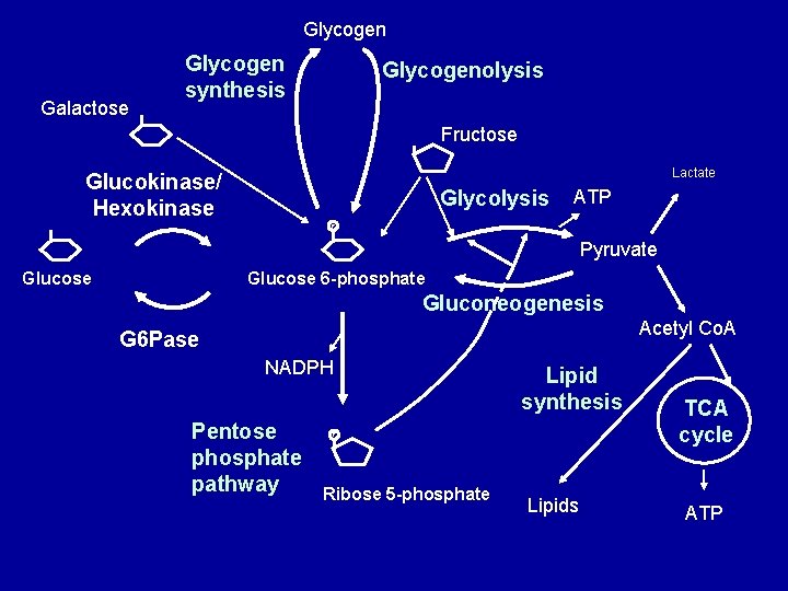 Glycogen Galactose Glycogen synthesis Glycogenolysis Fructose Lactate Glucokinase/ Hexokinase Glycolysis ATP P Pyruvate Glucose
