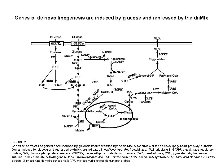 Genes of de novo lipogenesis are induced by glucose and repressed by the dn.