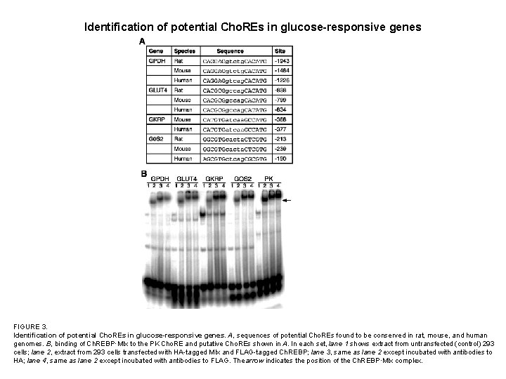 Identification of potential Cho. REs in glucose-responsive genes FIGURE 3. Identification of potential Cho.