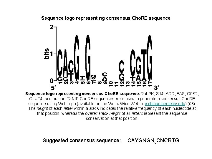 Sequence logo representing consensus Cho. RE sequence. Rat PK, S 14, ACC, FAS, G