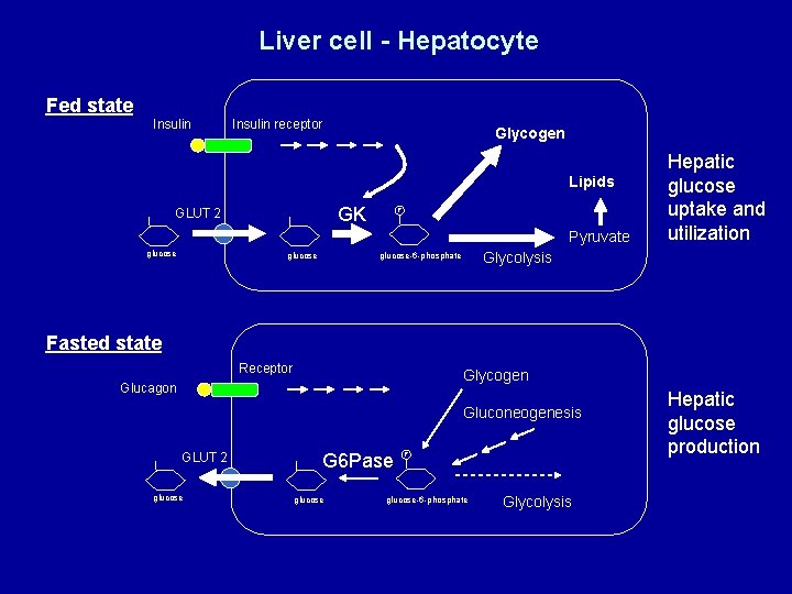 Liver cell - Hepatocyte Fed state Insulin receptor Glycogen Lipids GK GLUT 2 P