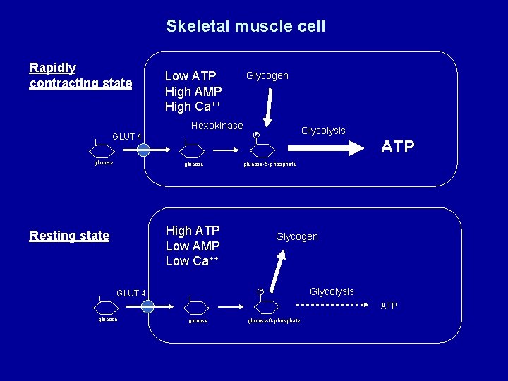 Skeletal muscle cell Rapidly contracting state Low ATP High AMP High Ca++ Glycogen Hexokinase
