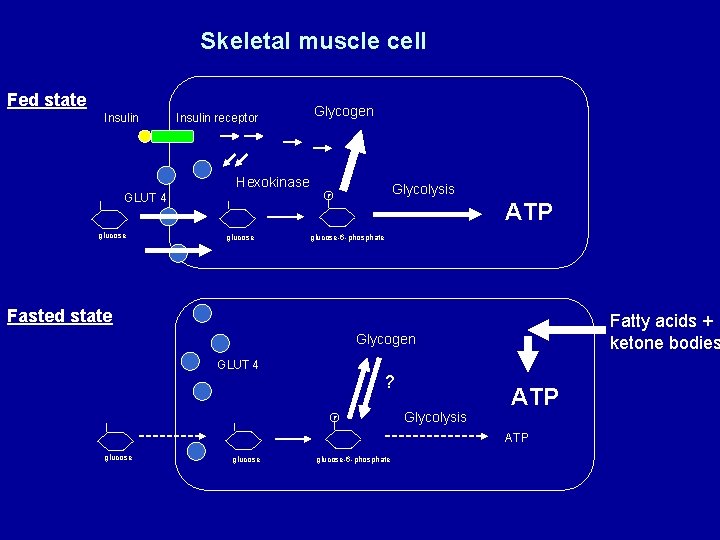 Skeletal muscle cell Fed state Insulin receptor Glycogen Hexokinase GLUT 4 glucose Glycolysis P