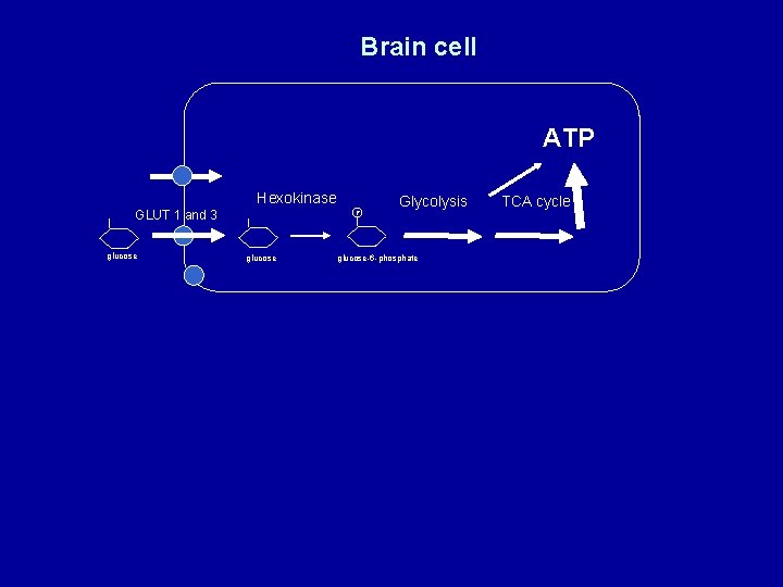 Brain cell ATP Hexokinase GLUT 1 and 3 glucose P glucose Glycolysis glucose-6 -phosphate