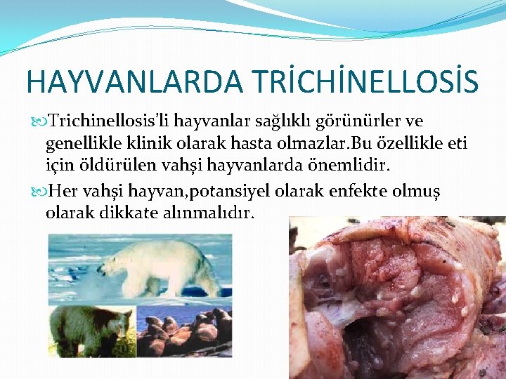 HAYVANLARDA TRİCHİNELLOSİS Trichinellosis’li hayvanlar sağlıklı görünürler ve genellikle klinik olarak hasta olmazlar. Bu özellikle