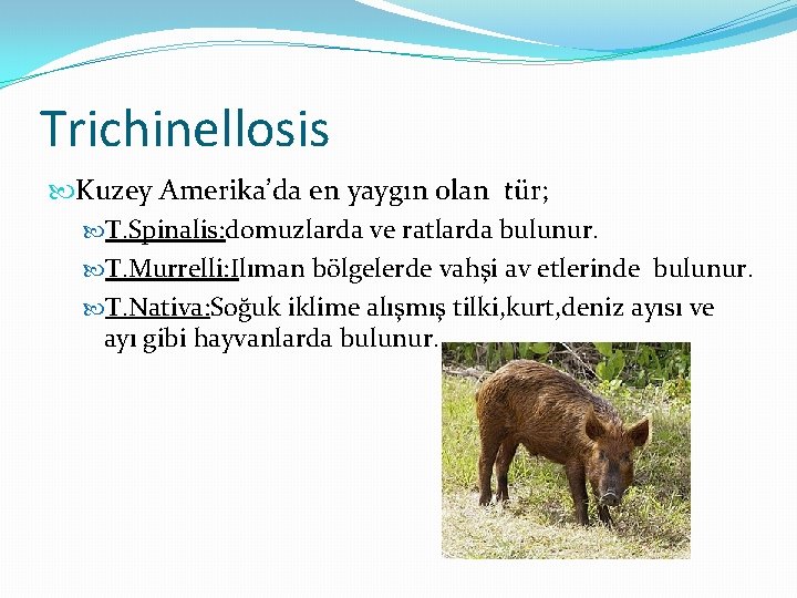 Trichinellosis Kuzey Amerika’da en yaygın olan tür; T. Spinalis: domuzlarda ve ratlarda bulunur. T.
