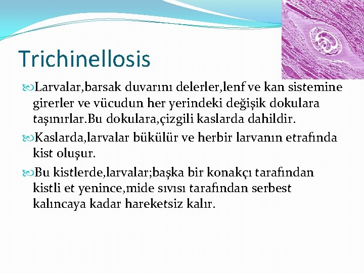 Trichinellosis Larvalar, barsak duvarını delerler, lenf ve kan sistemine girerler ve vücudun her yerindeki