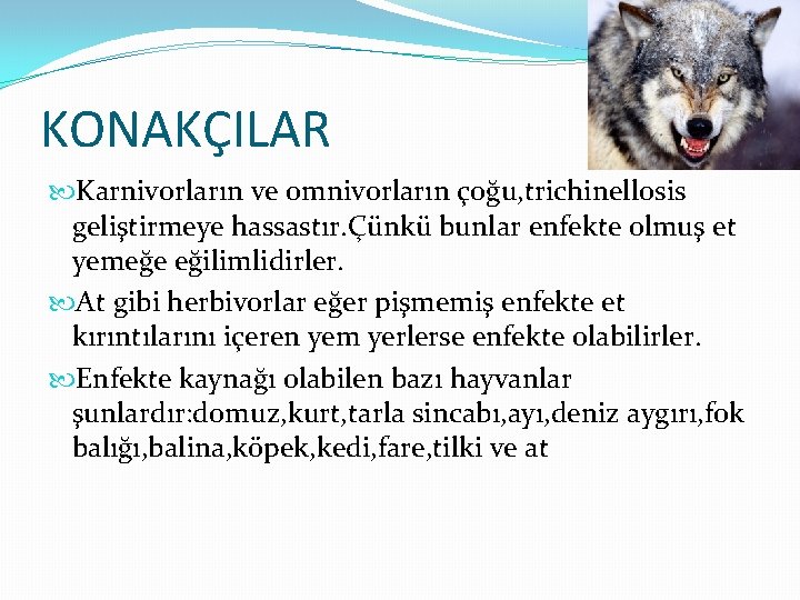 KONAKÇILAR Karnivorların ve omnivorların çoğu, trichinellosis geliştirmeye hassastır. Çünkü bunlar enfekte olmuş et yemeğe