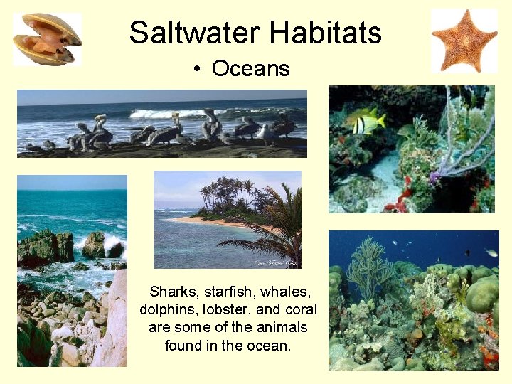 Saltwater Habitats • Oceans Sharks, starfish, whales, dolphins, lobster, and coral are some of