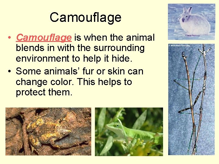 Camouflage • Camouflage is when the animal blends in with the surrounding environment to