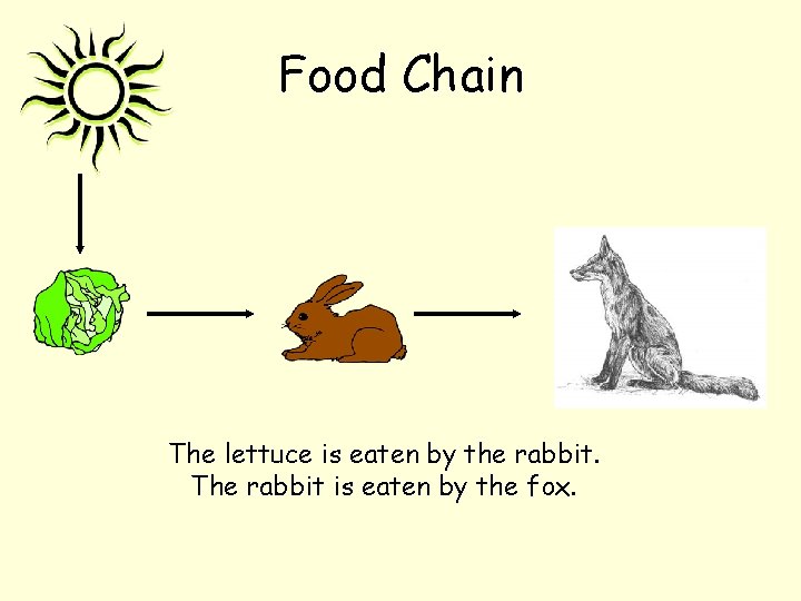 Food Chain The lettuce is eaten by the rabbit. The rabbit is eaten by
