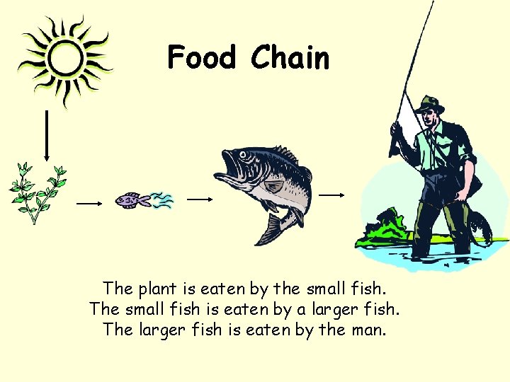 Food Chain The plant is eaten by the small fish. The small fish is