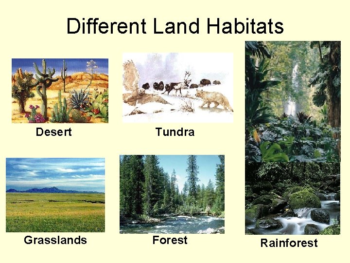 Different Land Habitats Desert Grasslands Tundra Forest Rainforest 