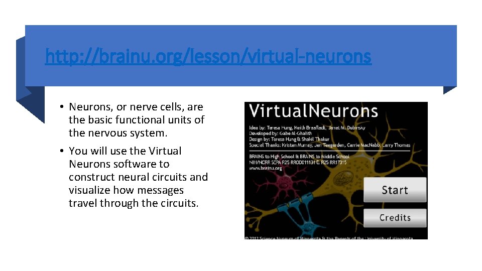 http: //brainu. org/lesson/virtual-neurons • Neurons, or nerve cells, are the basic functional units of