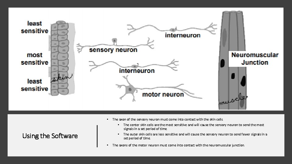  • The axon of the sensory neuron must come into contact with the