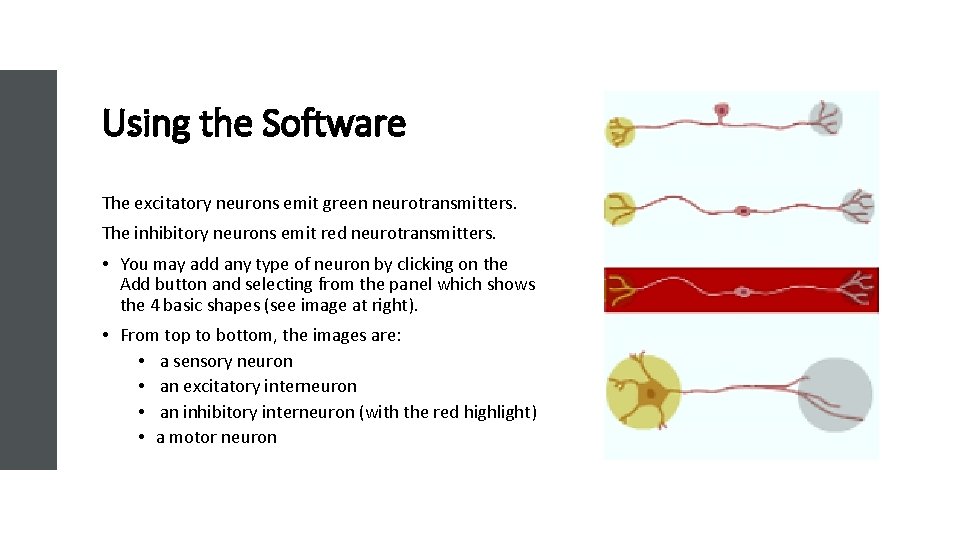 Using the Software The excitatory neurons emit green neurotransmitters. The inhibitory neurons emit red