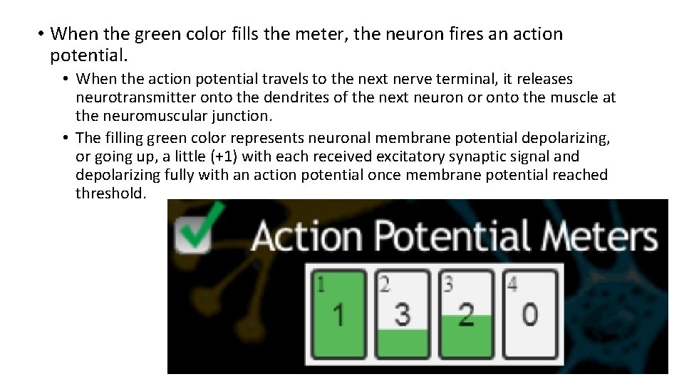  • When the green color fills the meter, the neuron fires an action