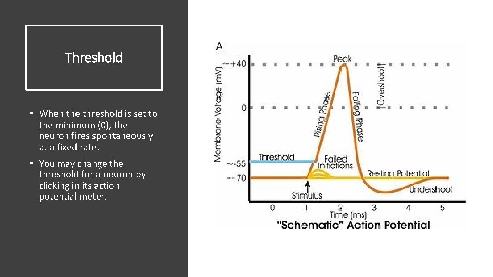 Threshold • When the threshold is set to the minimum (0), the neuron fires