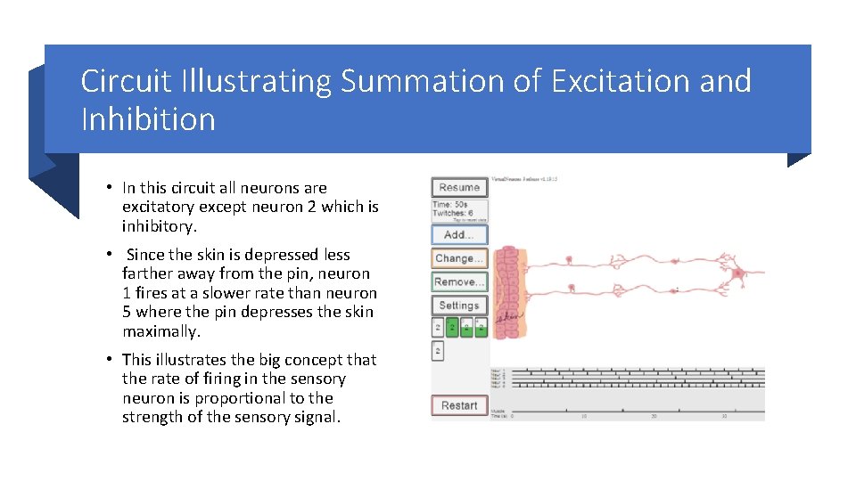Circuit Illustrating Summation of Excitation and Inhibition • In this circuit all neurons are