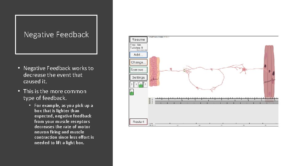 Negative Feedback • Negative Feedback works to decrease the event that caused it. •