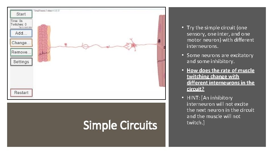  • Try the simple circuit (one sensory, one inter, and one motor neuron)