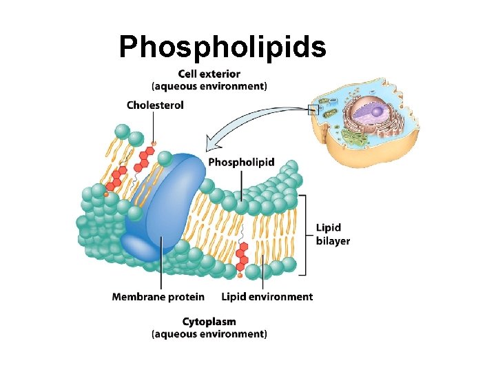 Phospholipids 