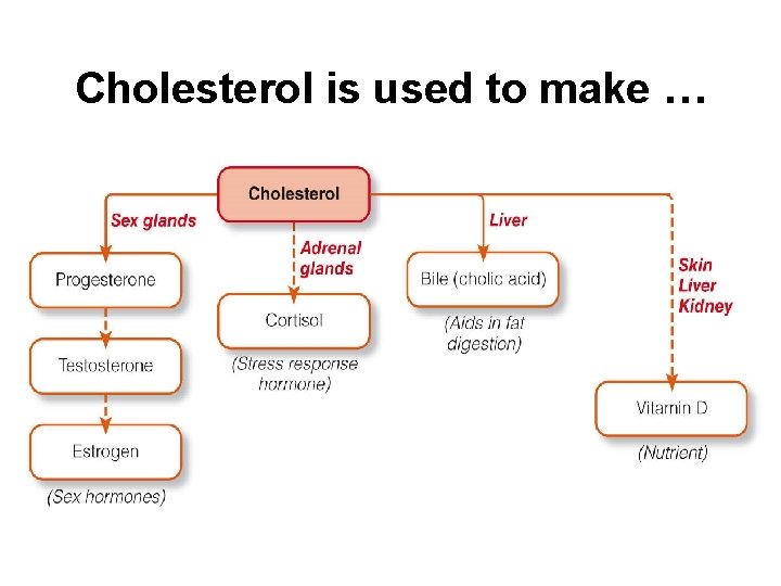 Cholesterol is used to make … 