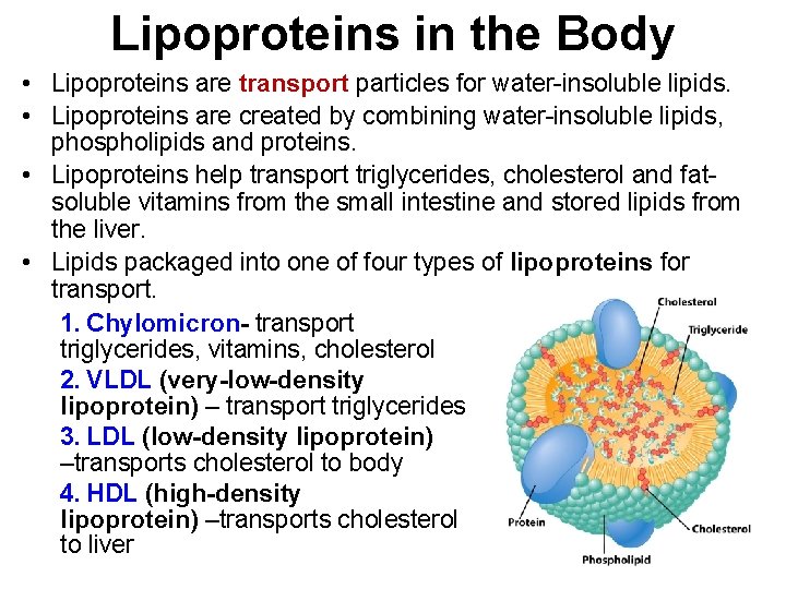 Lipoproteins in the Body • Lipoproteins are transport particles for water-insoluble lipids. • Lipoproteins
