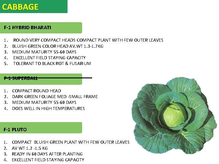 CABBAGE F-1 HYBRID BHARATI 1. ROUND VERY COMPACT HEADS COMPACT PLANT WITH FEW OUTER