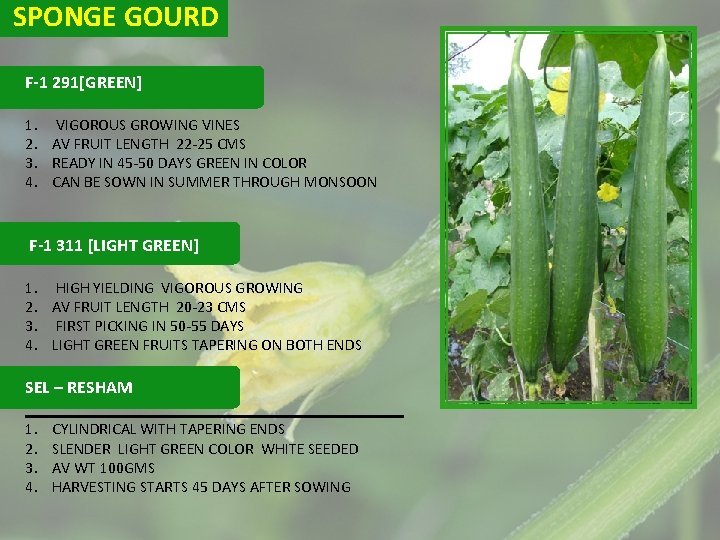 SPONGE GOURD F-1 291[GREEN] 1. VIGOROUS GROWING VINES 2. AV FRUIT LENGTH 22 -25
