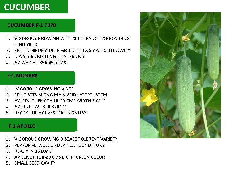 CUCUMBER F-1 7070 1. VIGOROUS GROWING WITH SIDE BRANCHES PROVIDING HIGH YIELD 2. FRUIT