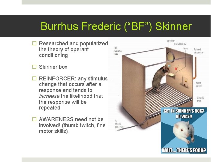 Burrhus Frederic (“BF”) Skinner � Researched and popularized theory of operant conditioning � Skinner