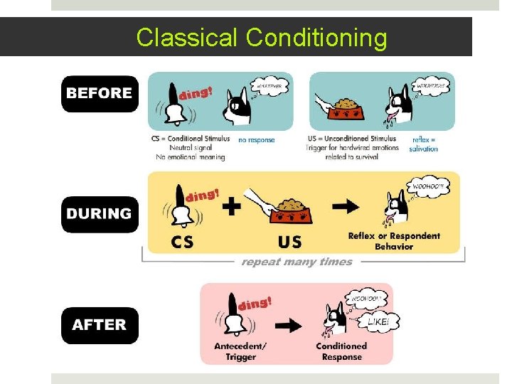 Classical Conditioning 