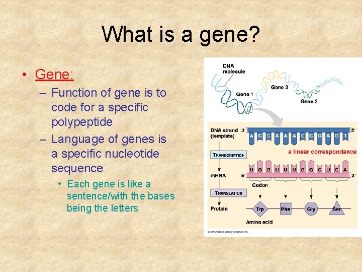 What is a gene? • Gene: – Function of gene is to code for