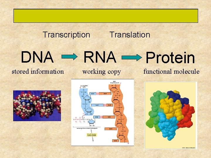 Basic Process for ALL cells Transcription Translation DNA RNA Protein stored information working copy