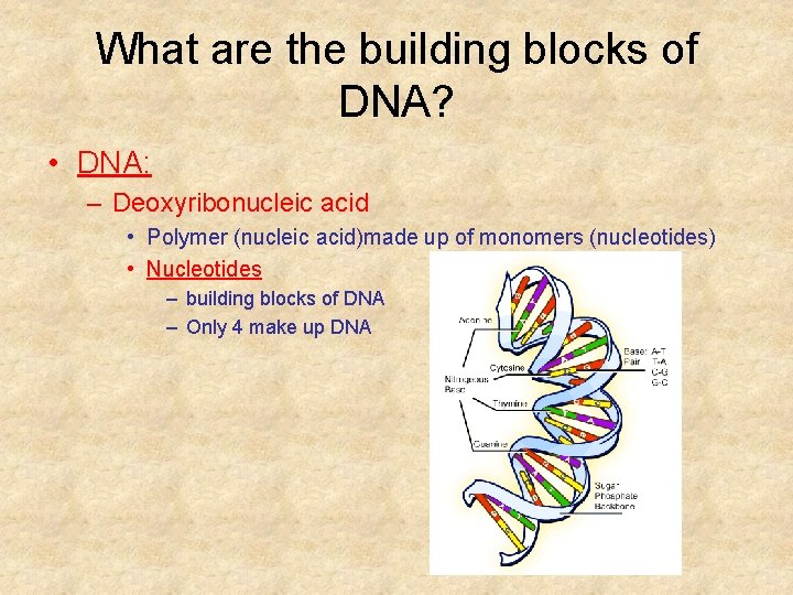 What are the building blocks of DNA? • DNA: – Deoxyribonucleic acid • Polymer